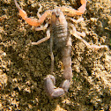 Alacran - Escorpión - Brazilian devil scorpion