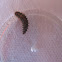 Lady bug larvea
