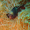 Maroon clownfish