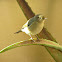 Chiffchaff