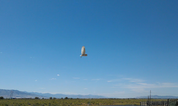 Spotting Image 1