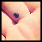 Twice-stabbed lady beetle