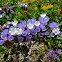 Wavyleaf Sea-Lavender