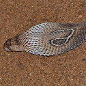 Spectacled Cobra