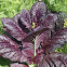 Mustard Red Giant
