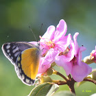 Delias melusina