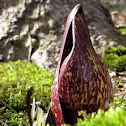 Skunk Cabbage