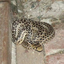 San Diego Gopher Snake (Juvenile)