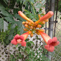 Trumpet Vine Blooms