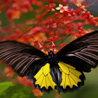 Southern Birdwing in flight