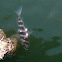 Sheepshead