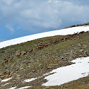 Elk