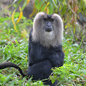 the lion-tailed macaque
