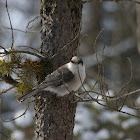 Gray Jay