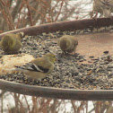 American Goldfinch