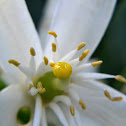 Orange Blossom