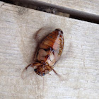 Water Beetle