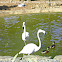 White Flamingo