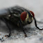 fly