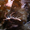 Arctic skeleton shrimps