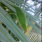 Giant Katydid