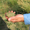 Great Plains Toad