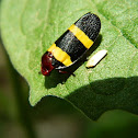 Colorful Froghopper