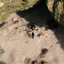 Black and Yellow Mud Dauber