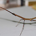 Sipyloidea philippa