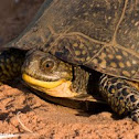 Blandings Turtle