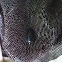 Whirligig beetle