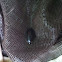 Whirligig beetle