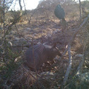 Armadillo