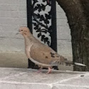 Mourning Dove