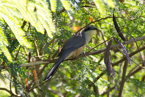 Spotting Image 1
