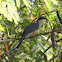 Mangrove Cuckoo