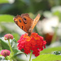 Peacock Pansy