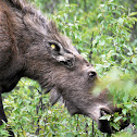 Moose