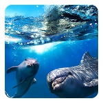 Dolphin 3D Live Wallpaper Apk