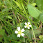 Mouse-eared Chickweed