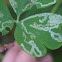 Columbine Leaf Miner