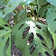 Monstera Plant