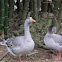 Geese, gansos