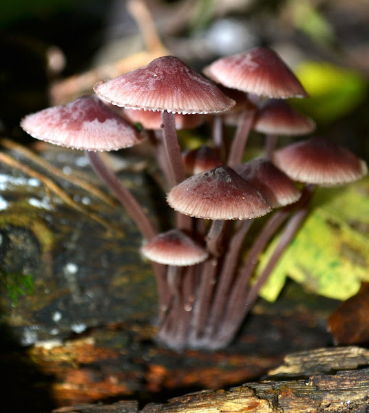 bleeding fairy helmet Project Noah