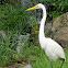 Great Egret
