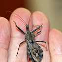 Assassin Bug - Wheel Bug