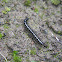 Polydesmid millipede