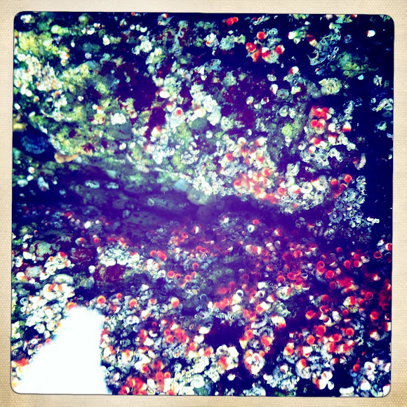 Spotting Image 1