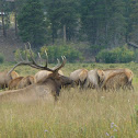 Elk