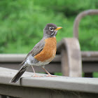American Robin